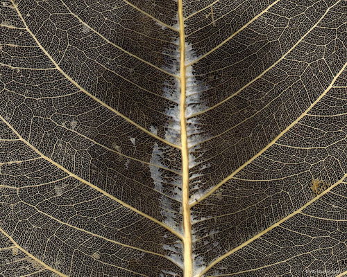 Красота на рабочий стол