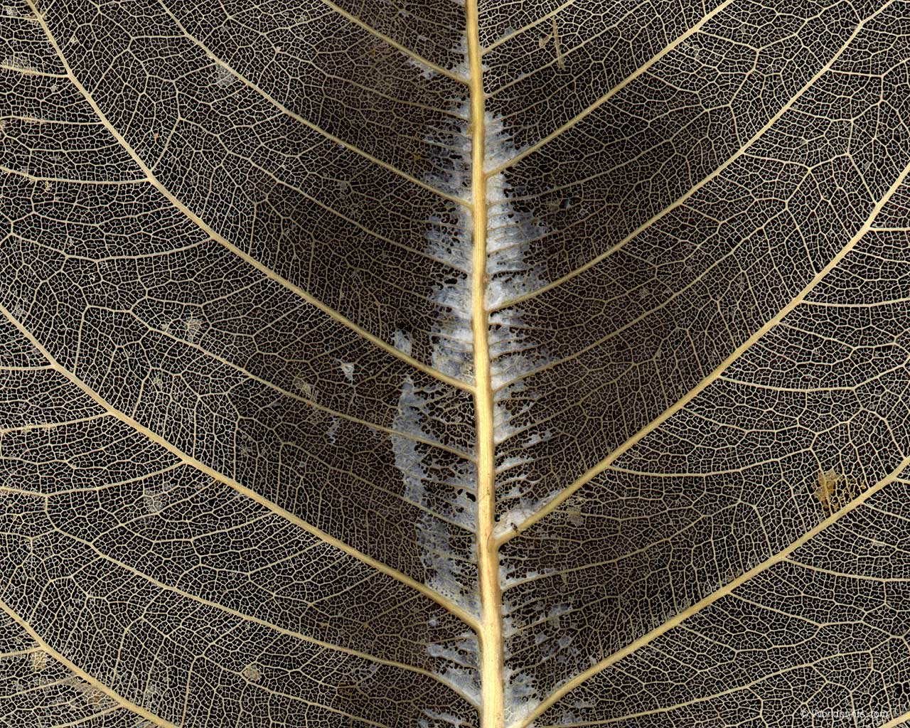 Красота на рабочий стол