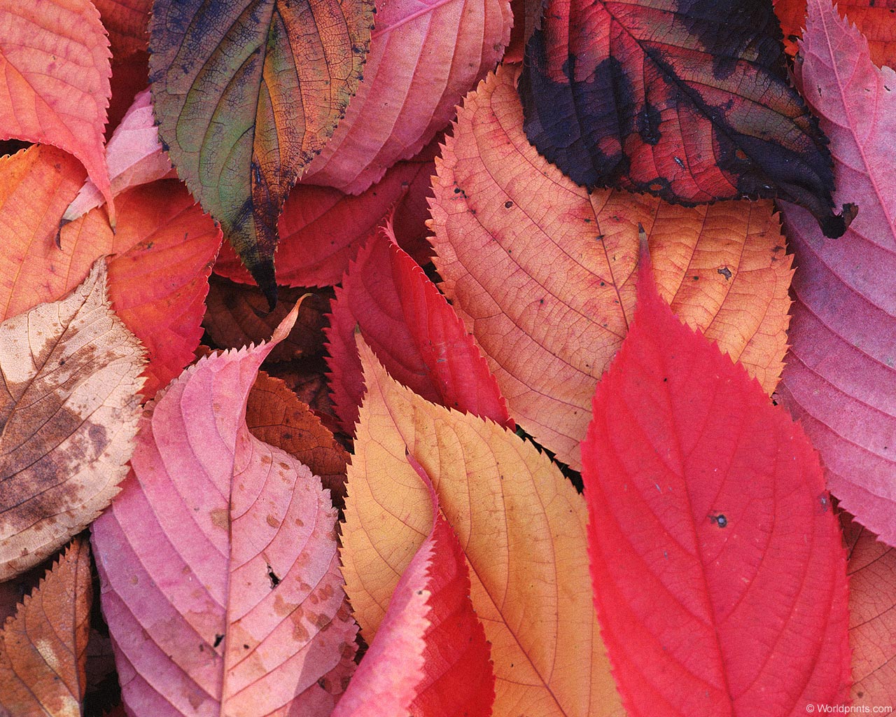 Красота на рабочий стол