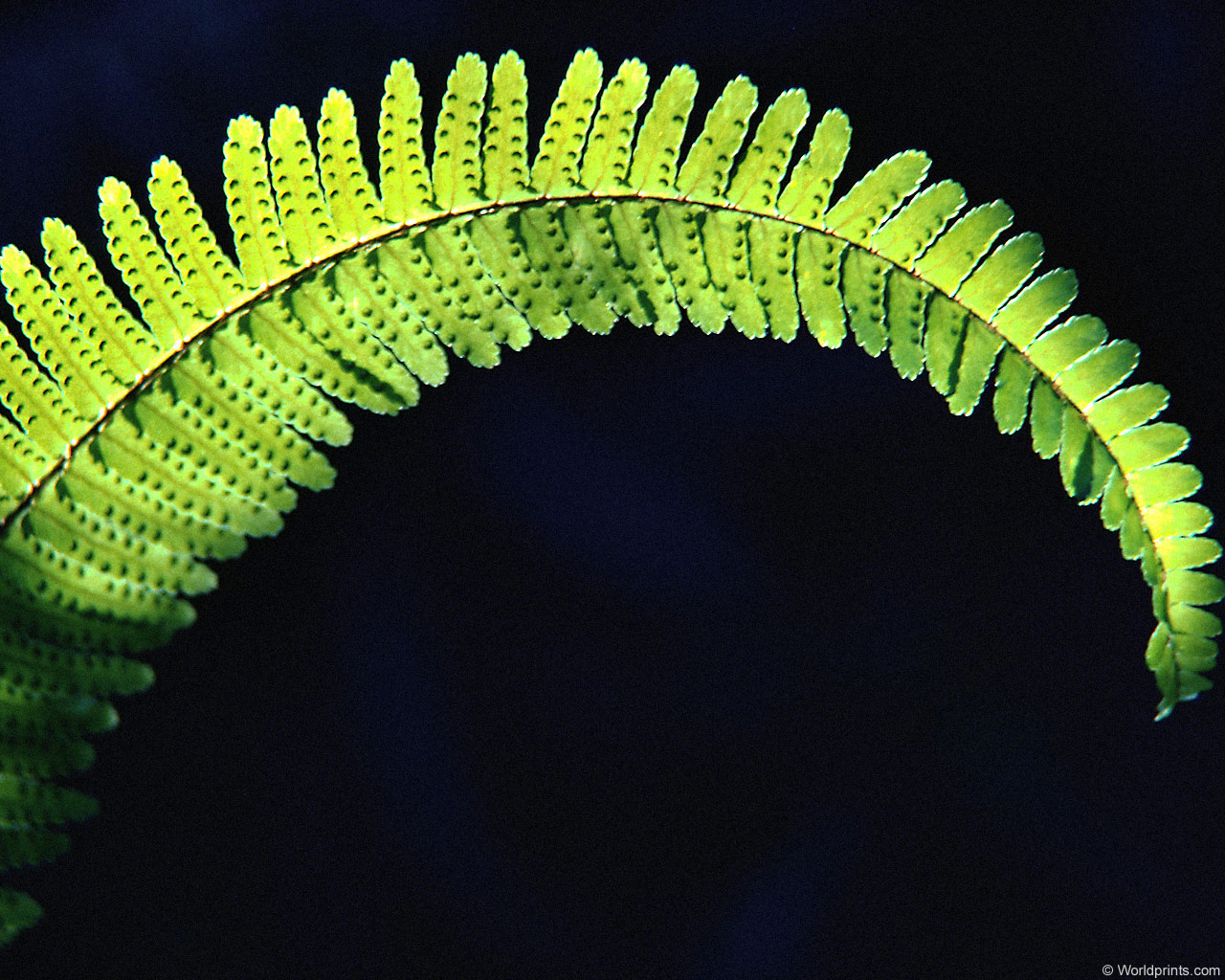 Красота на рабочий стол