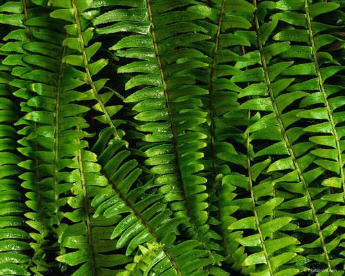 Красота на рабочий стол