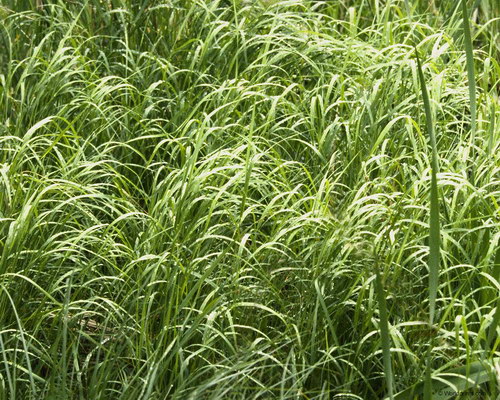 Красота на рабочий стол