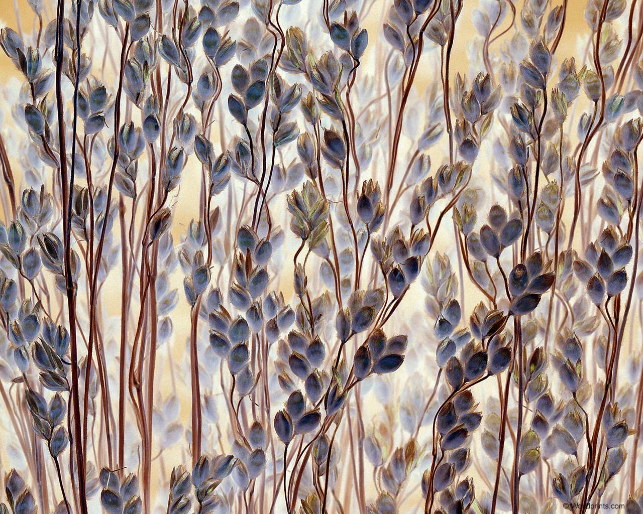 Крупным планом