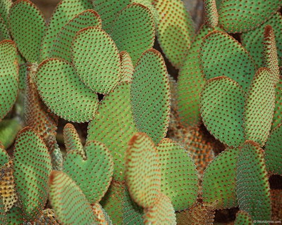 Крупным планом