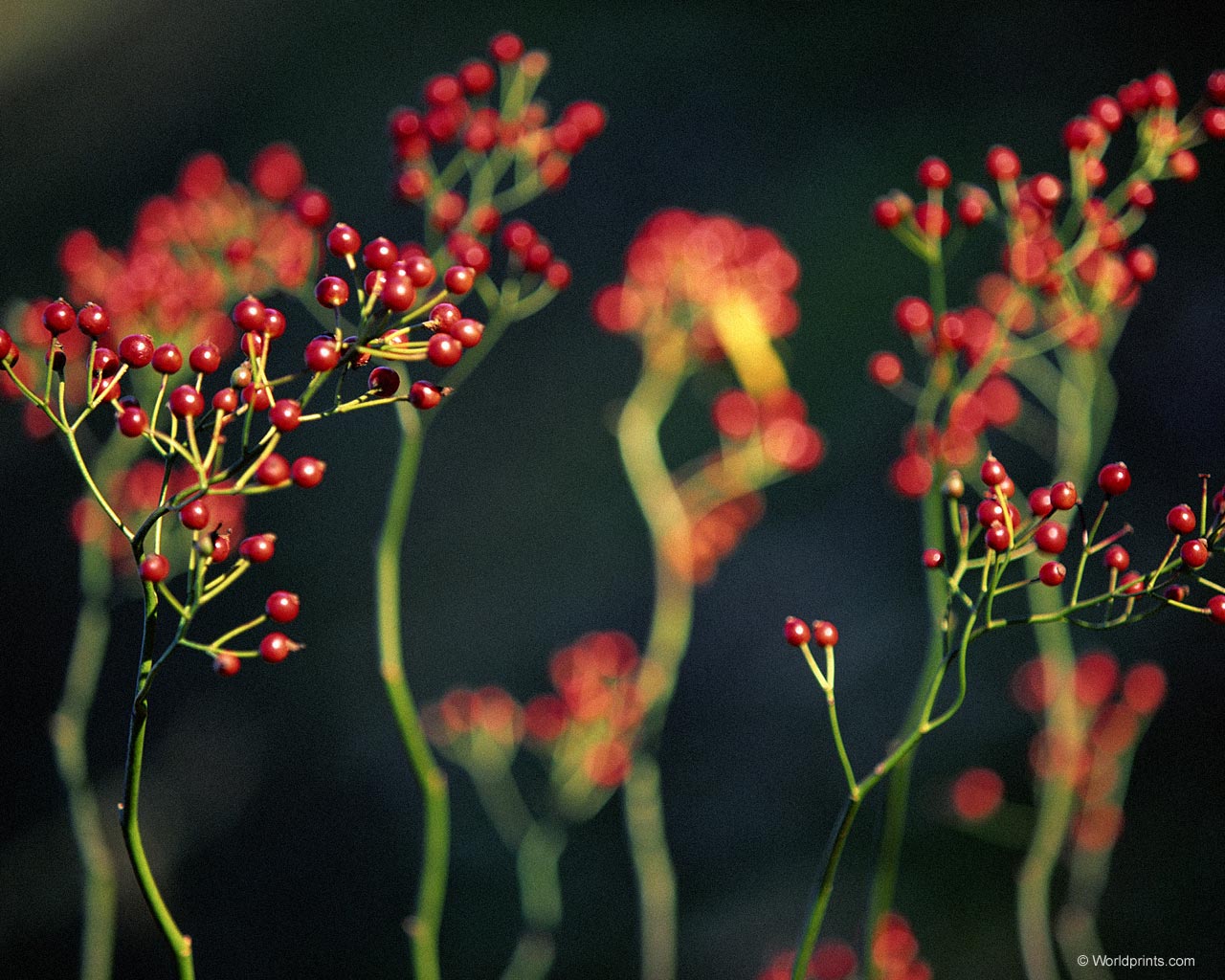 Крупным планом