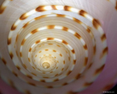 Крупным планом