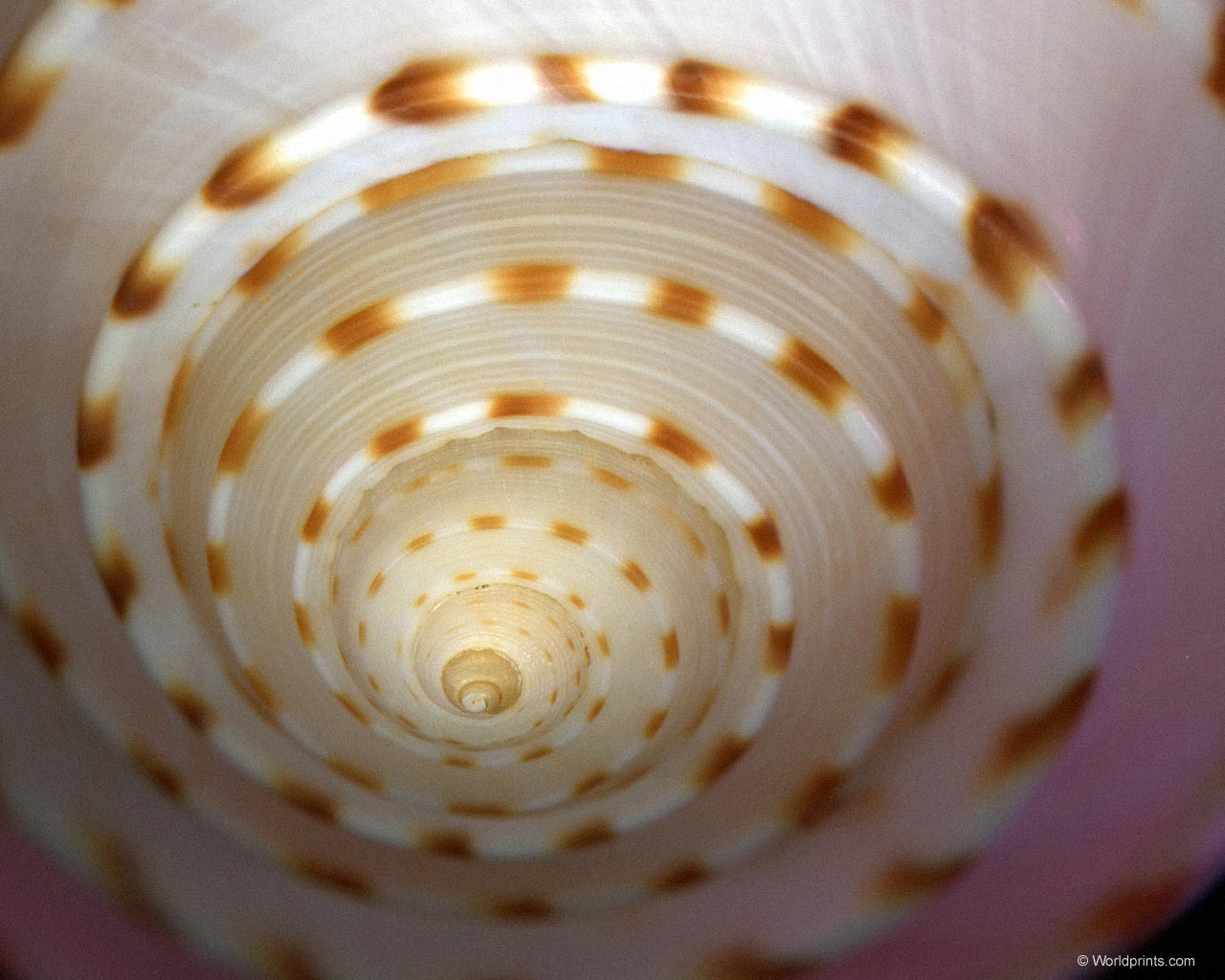 Крупным планом