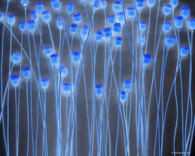 Крупным планом