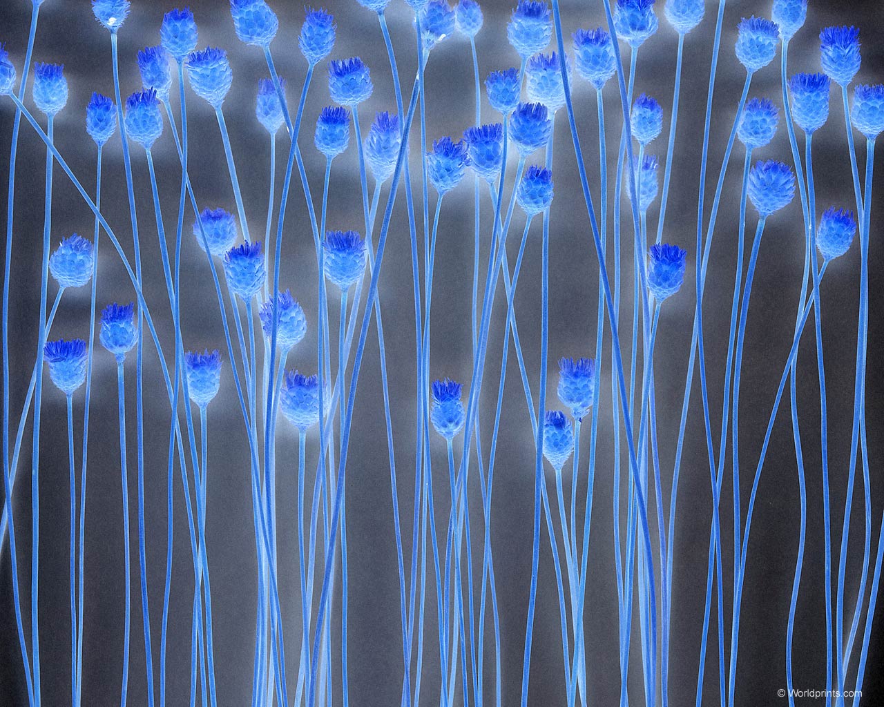 Крупным планом