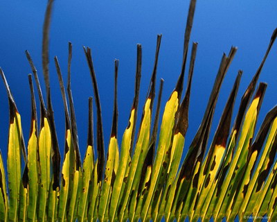 Крупным планом