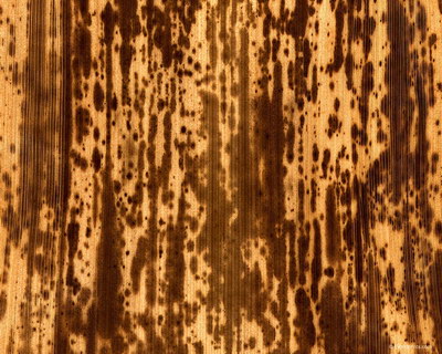 Крупным планом