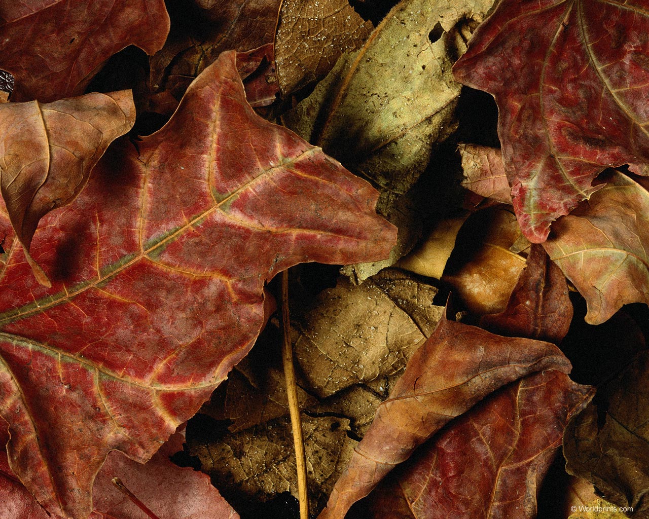 Крупным планом