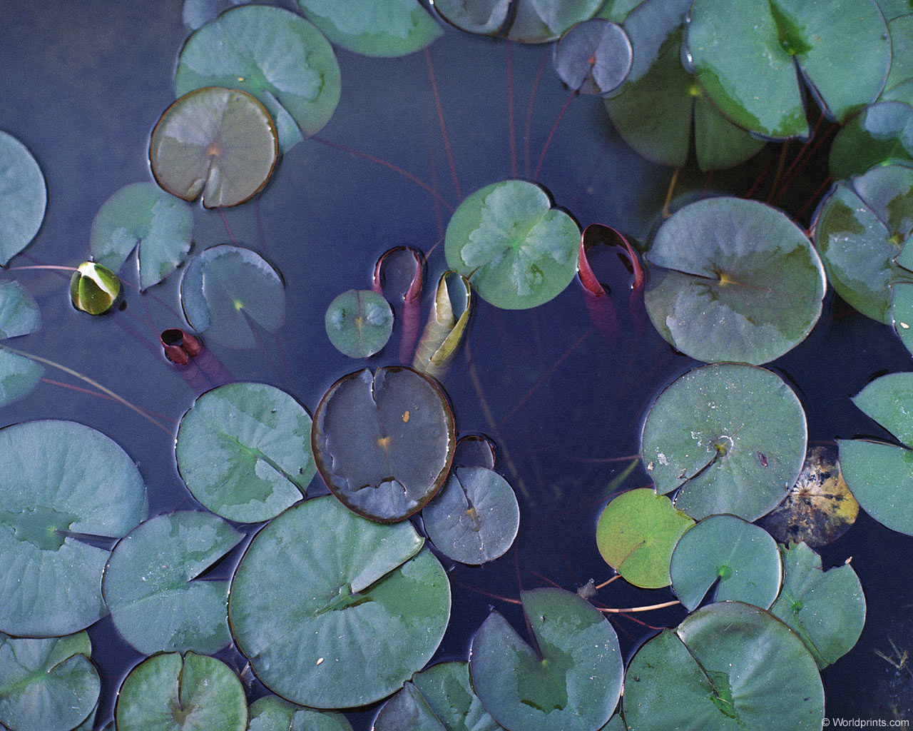 Крупным планом