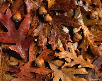 Крупным планом