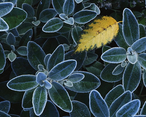 Обои на 8 марта