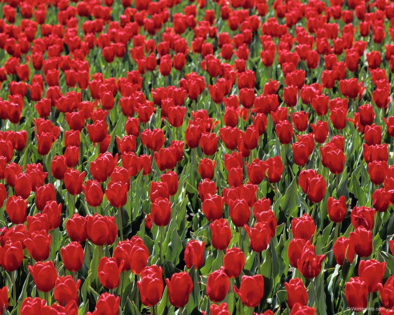 Обои на 8 марта