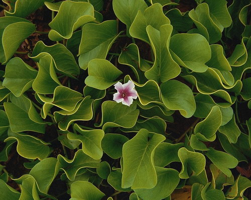 Обои на 8 марта