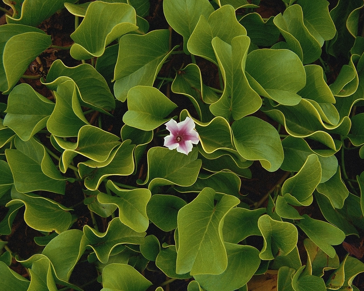 Обои на 8 марта