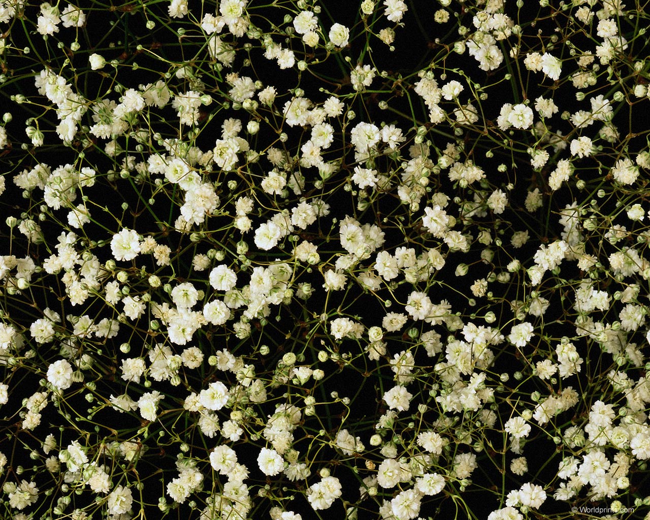 Обои на 8 марта