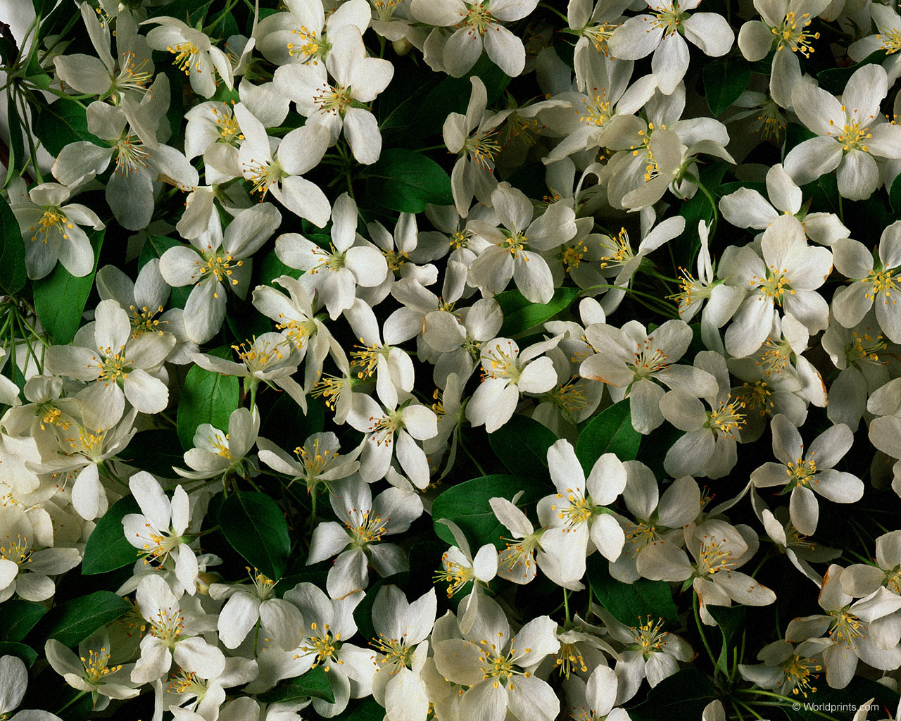 Обои на 8 марта