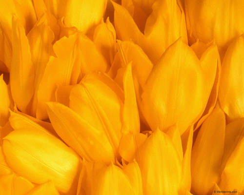 Обои на 8 марта