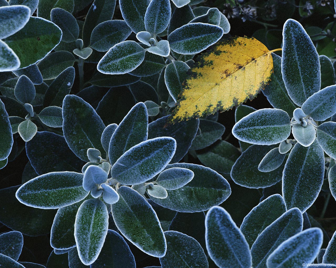 Обои на 8 марта