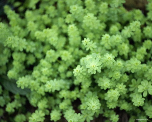 Обои на 8 марта