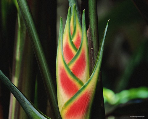 Обои на 8 марта