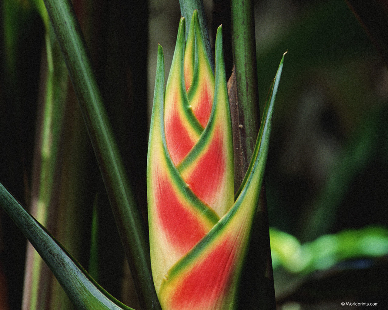 Обои на 8 марта