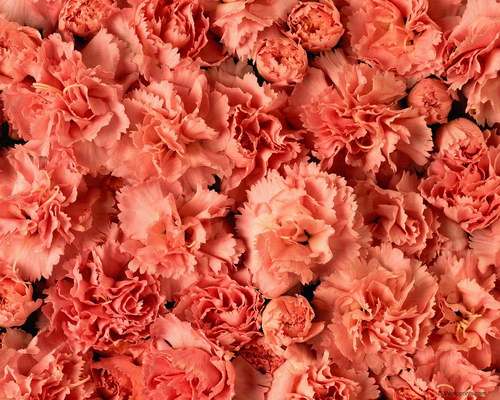 Обои на 8 марта