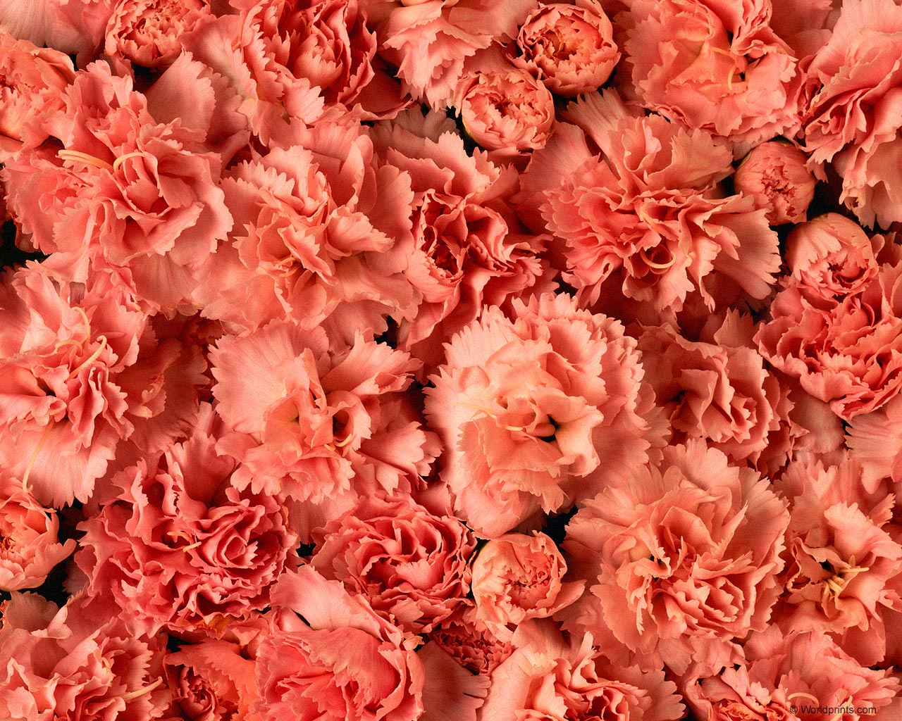 Обои на 8 марта