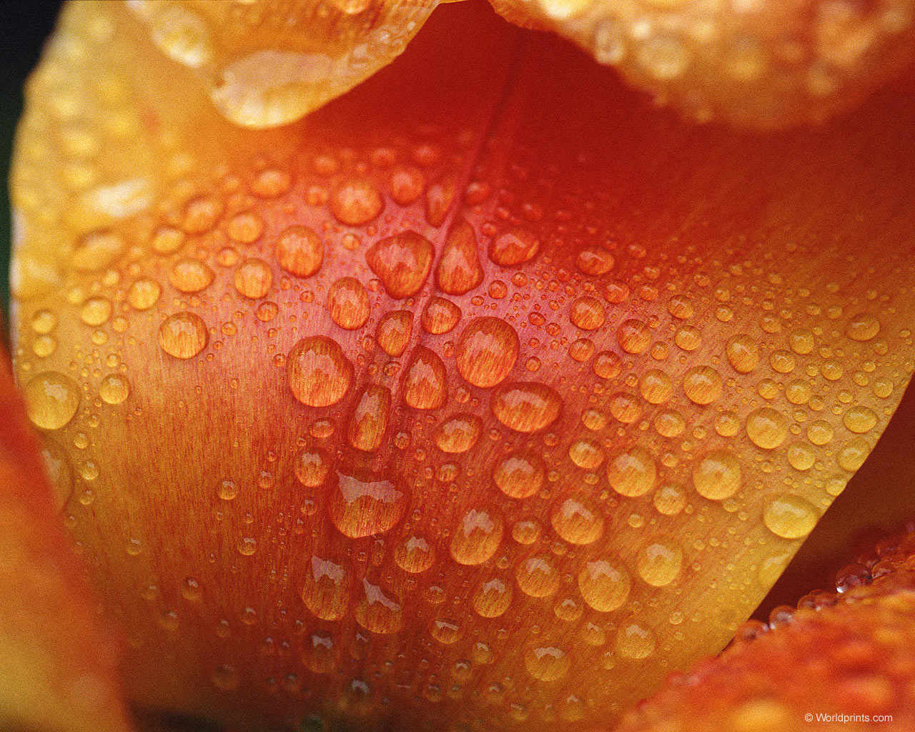 Обои на 8 марта