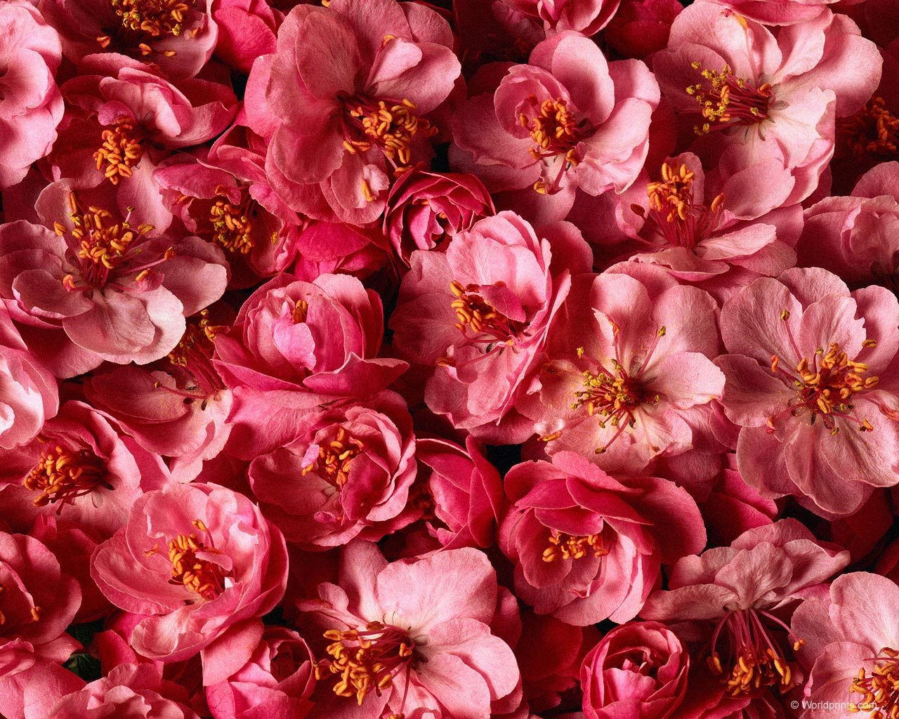 Обои на 8 марта