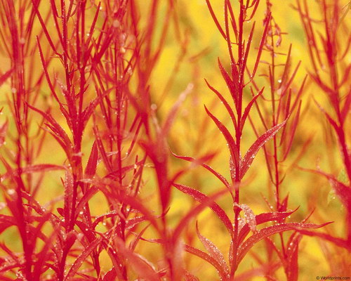 Обои на 8 марта