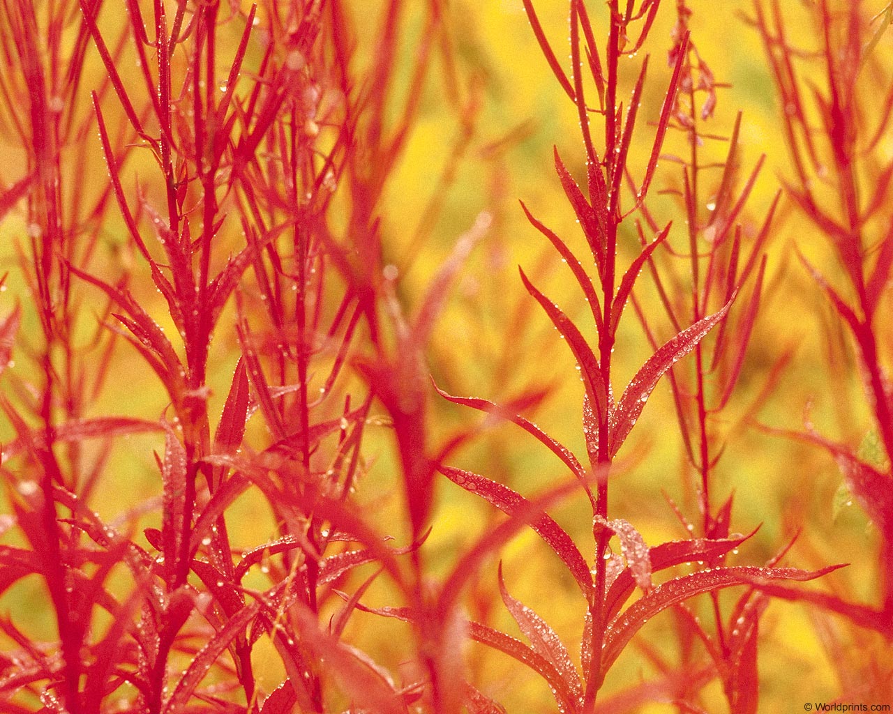 Обои на 8 марта