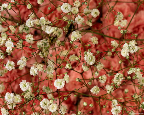 Обои на 8 марта