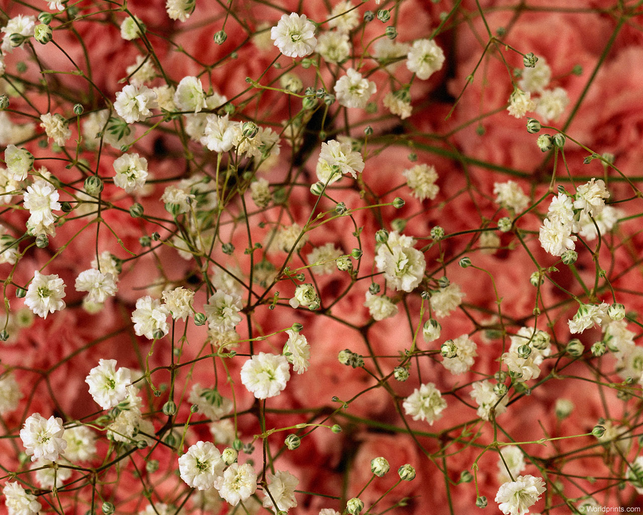 Обои на 8 марта