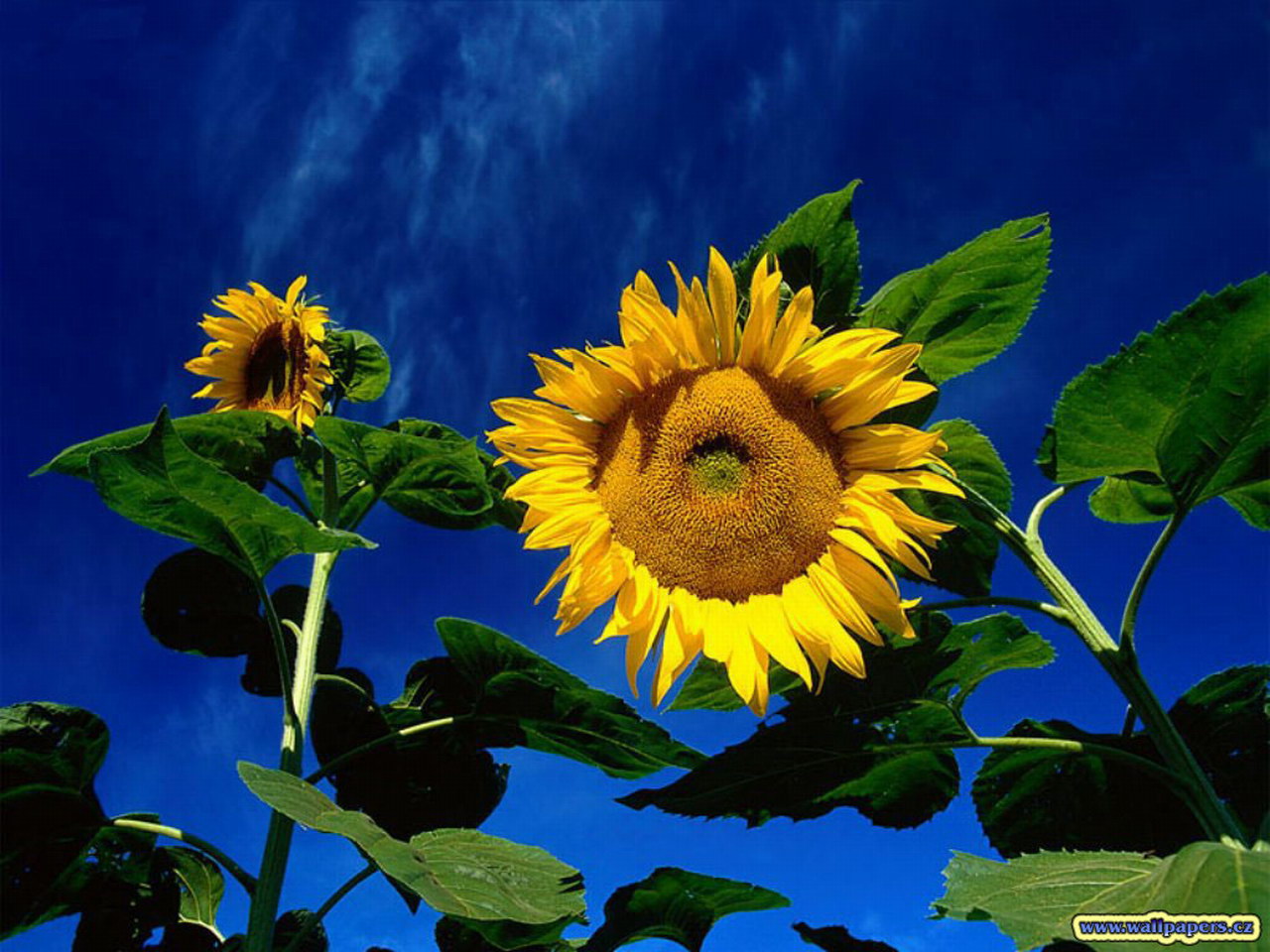 Летние обои