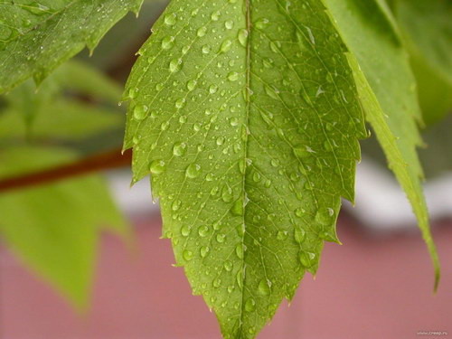 Летние обои