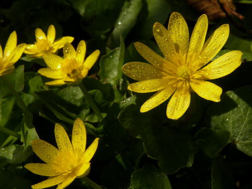 Летние обои