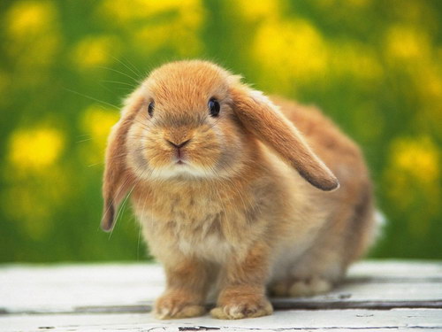 Летние обои