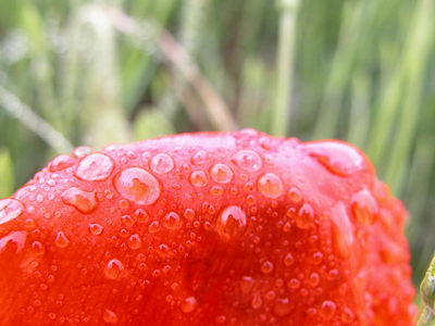 Коллекция весна-лето 2006