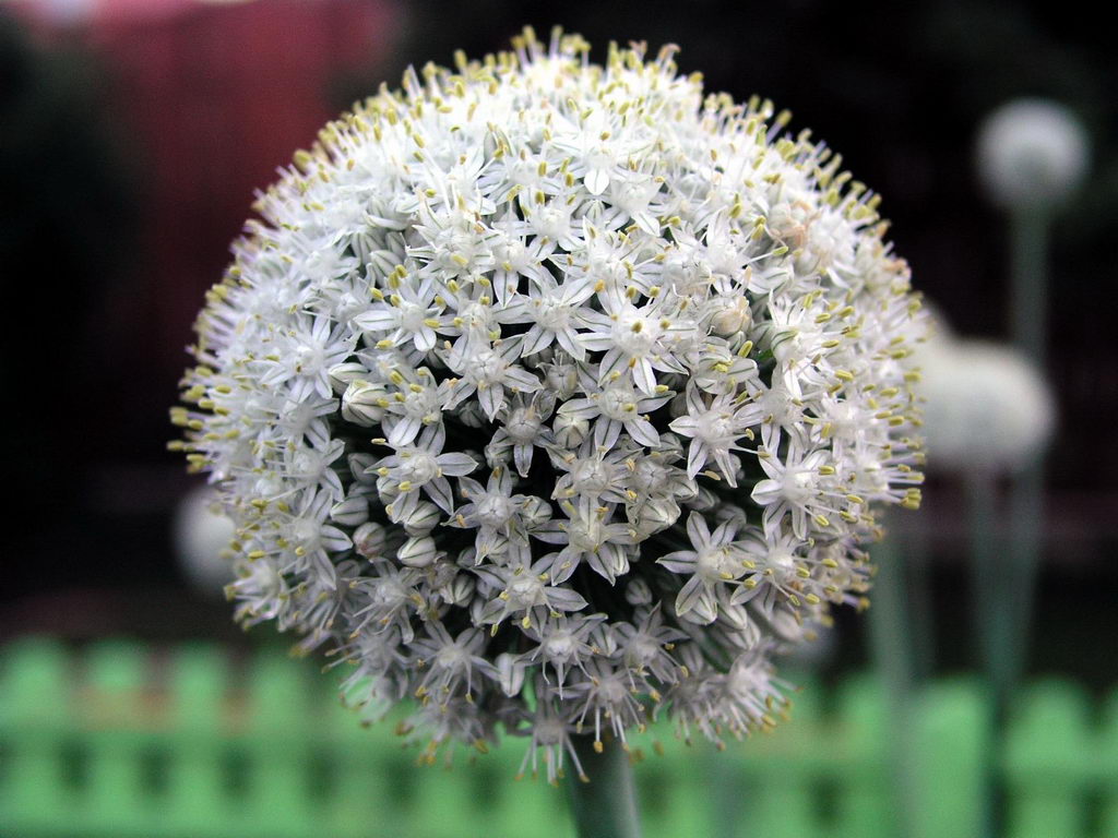 Серия красивых обоев