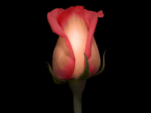 Серия красивых обоев