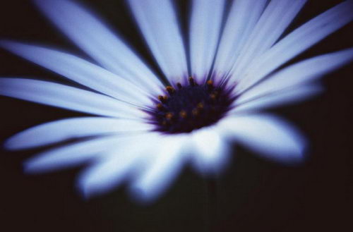 Цветы на рабочий стол