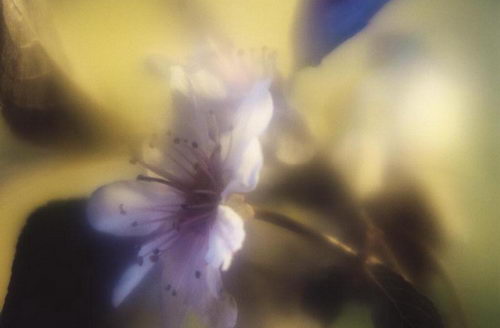 Цветы на рабочий стол