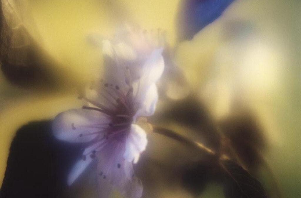 Цветы на рабочий стол