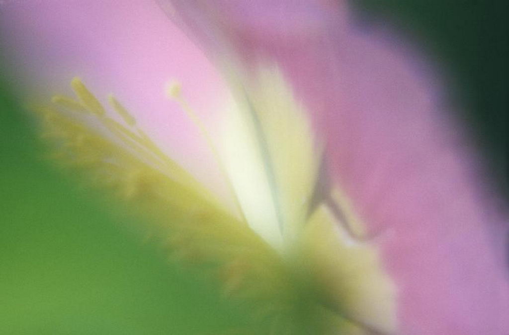 Цветы на рабочий стол