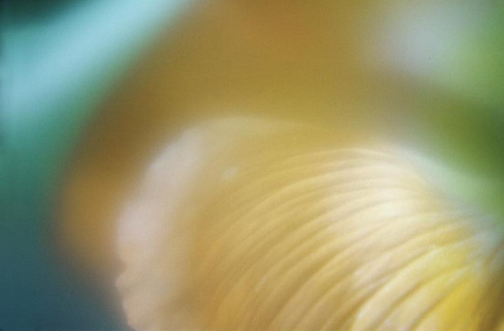 Цветы на рабочий стол