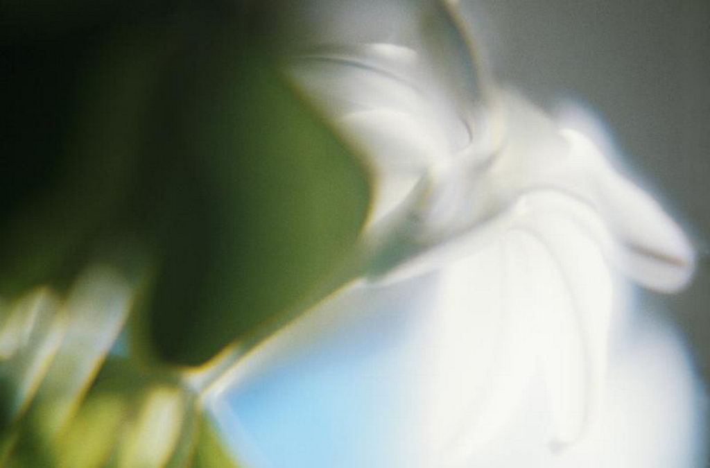 Цветы на рабочий стол